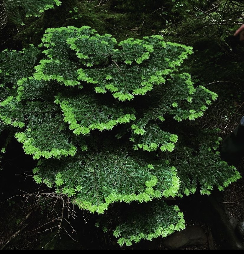 シラビソの新緑。ガイドの大好きな瞬間
