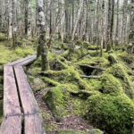 北八ヶ岳の苔の森