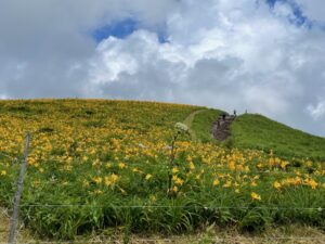 ニッコウキスゲの咲く高原