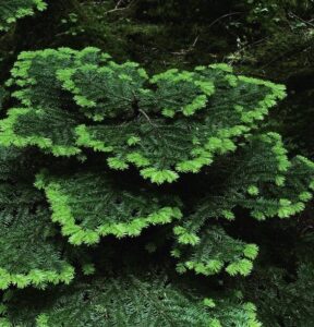 針葉樹の明るい新芽