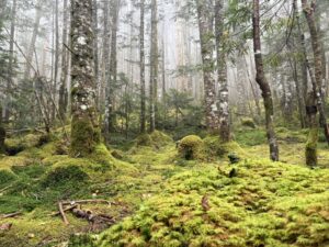 雨の白駒池を長靴で歩く様子