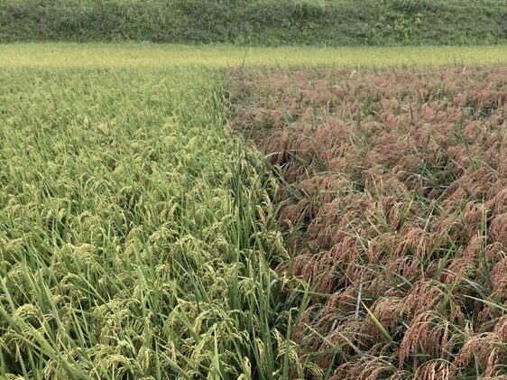 秋の田んぼの様子