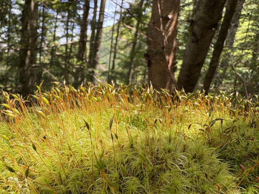 唐沢鉱泉へ続く苔の森。