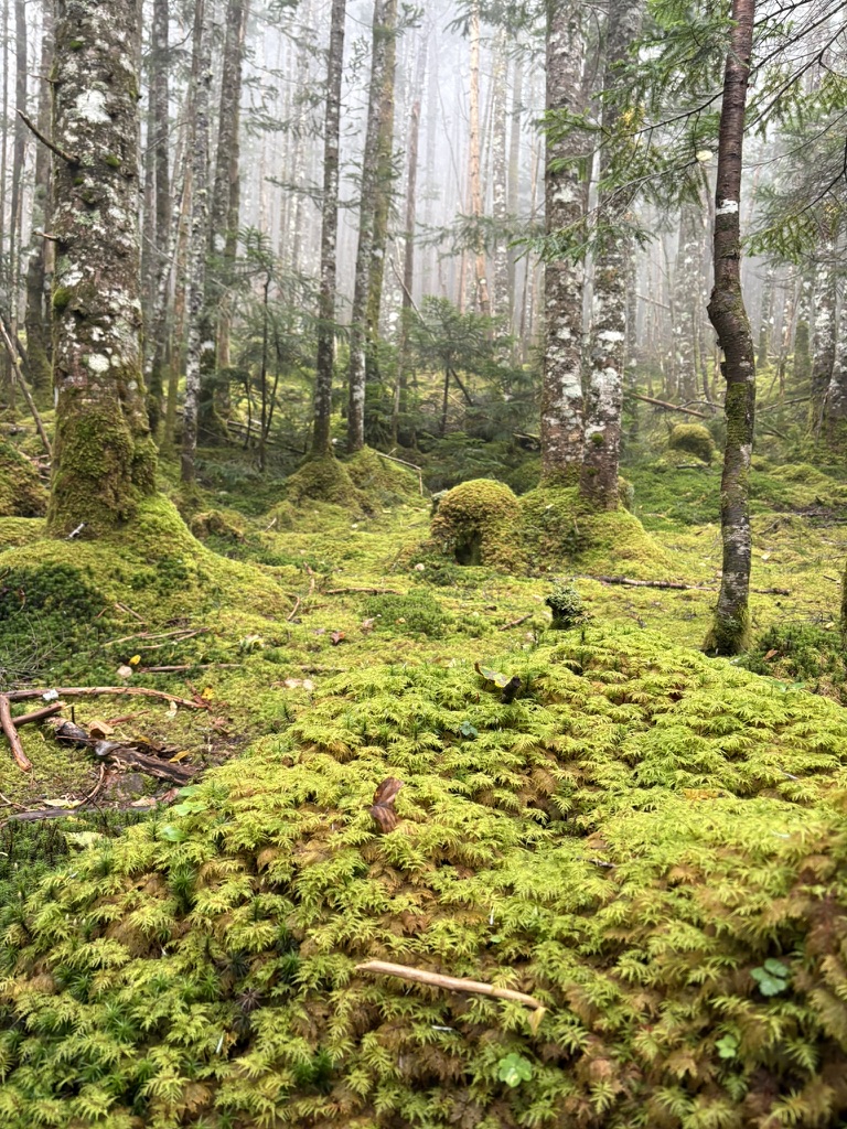 登山口から稜線に出るまでは苔とシラビソの森