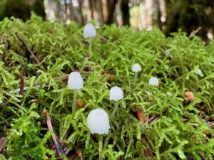 苔のあいだに小さなきのこ
