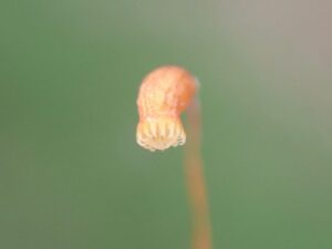 胞子の入れ物の形まで見える