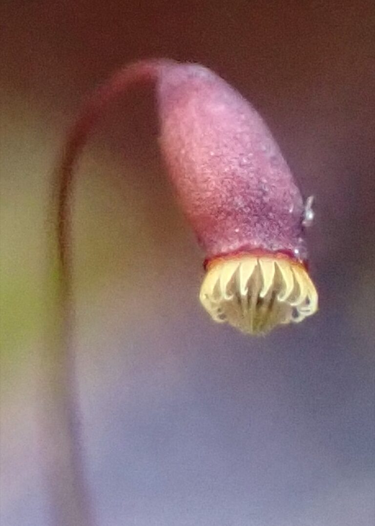 苔の胞子体