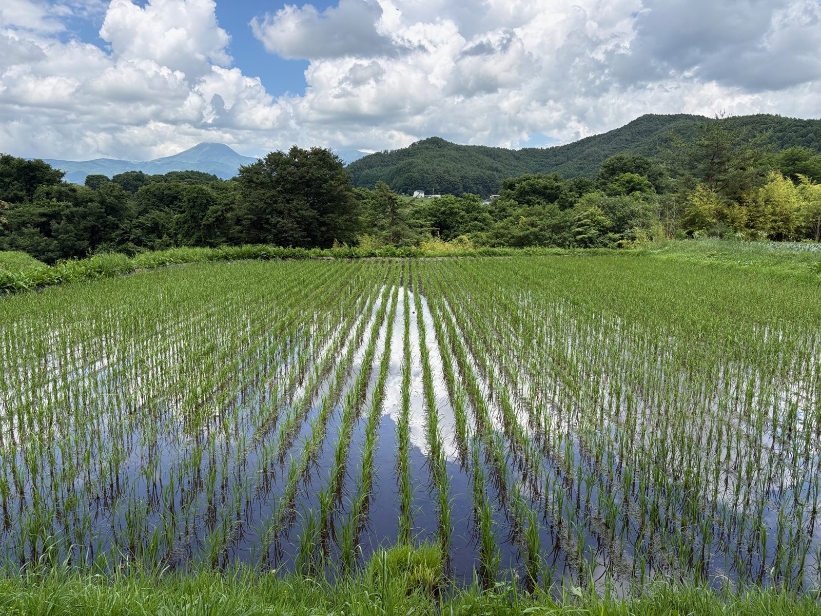 6月、田植えを終えた田んぼ