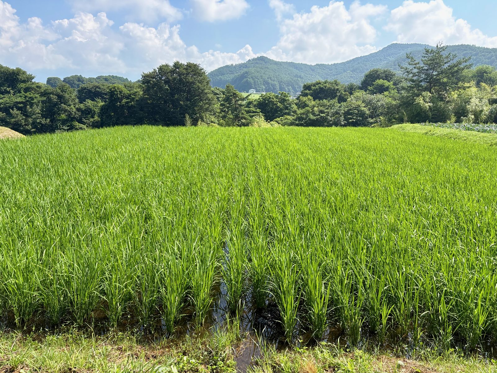7月、青々と育った稲