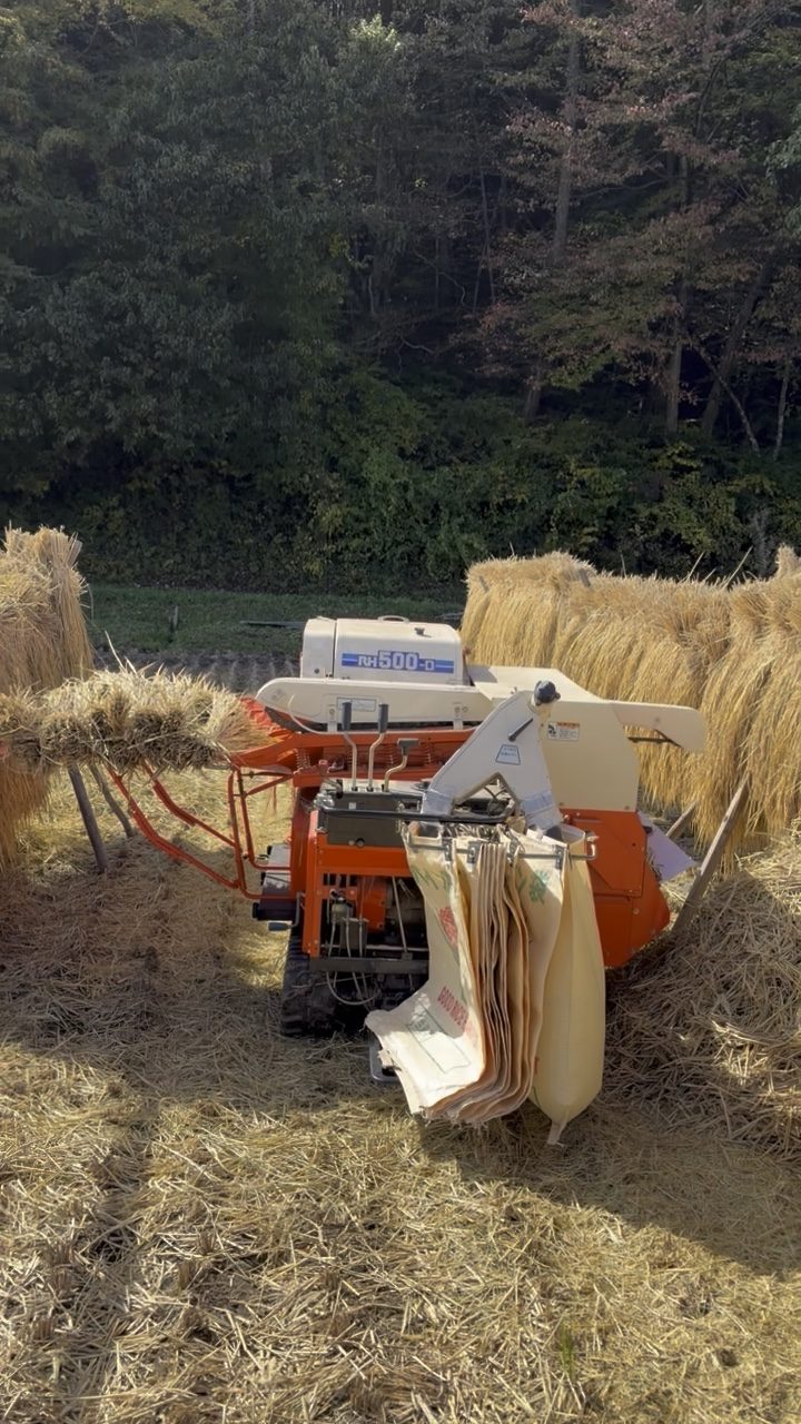 田んぼの脇で脱穀機を動かす