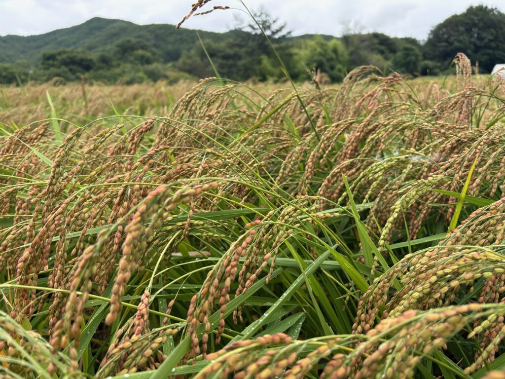 実った稲穂