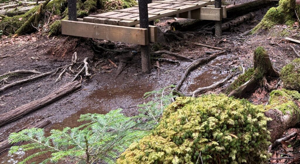 雨のあとにぬかるんだ白駒湿原の先の森の道