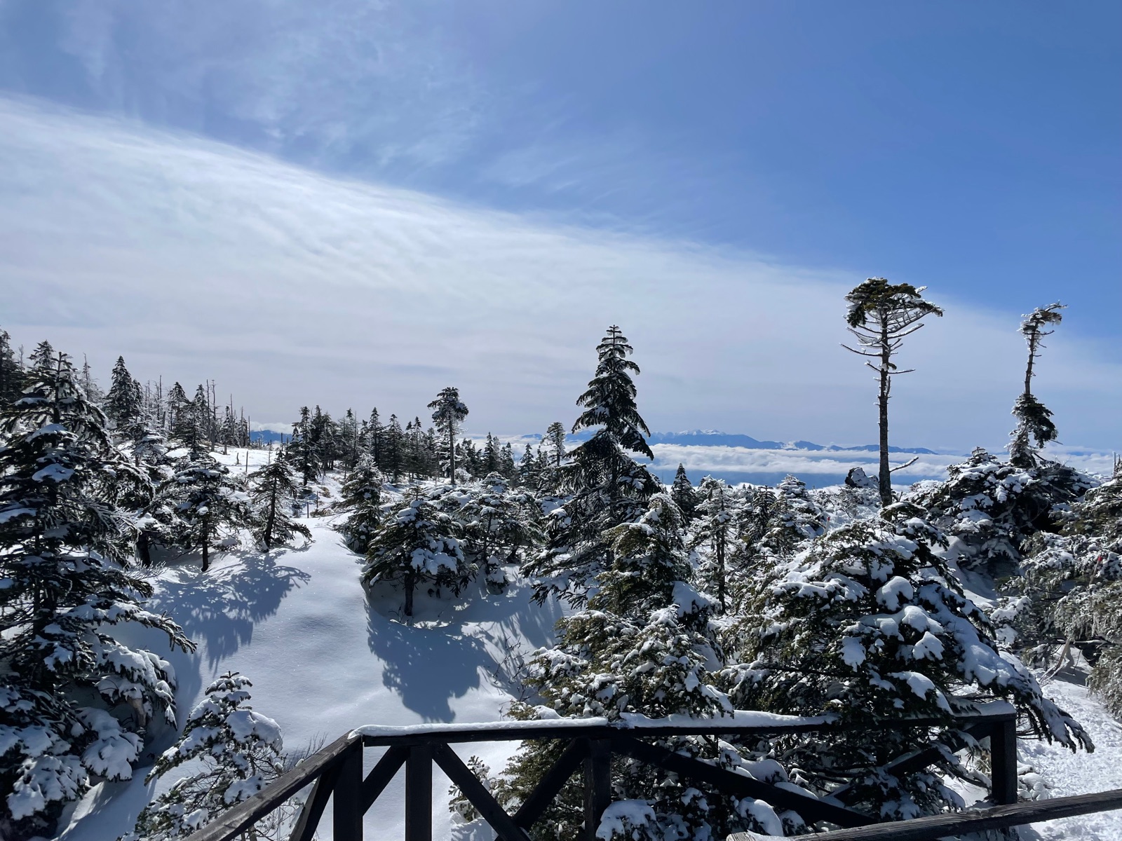 雪をまとった木々と、遠くの山並み
