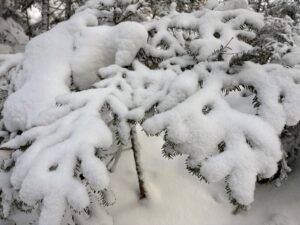 雪をたっぷりのせた針葉樹の枝