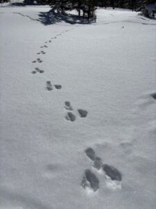 雪の上に続く、うさぎの足あと