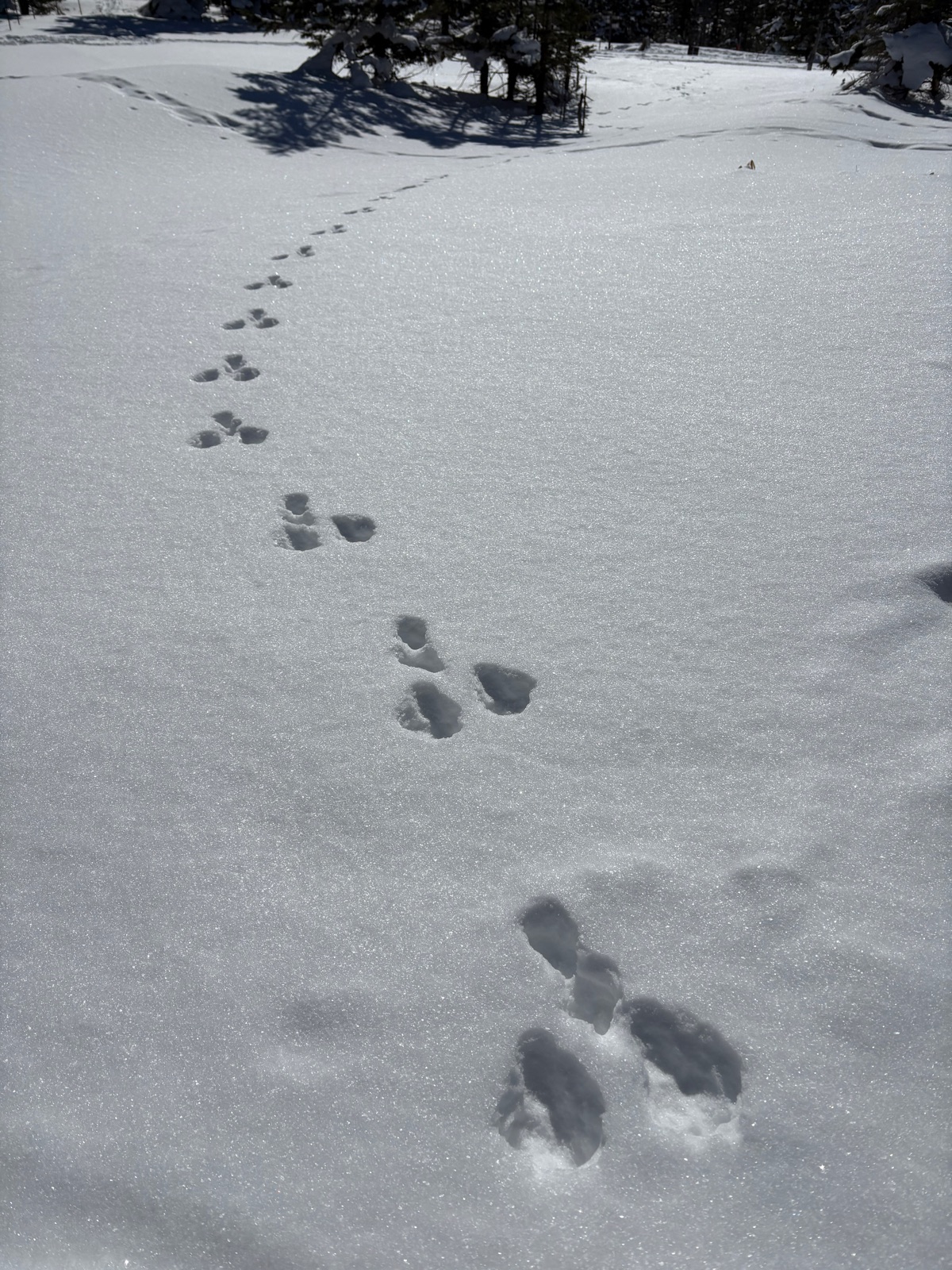 雪の上に続く、うさぎの足あと