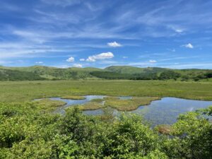 池のある八島湿原(6月)